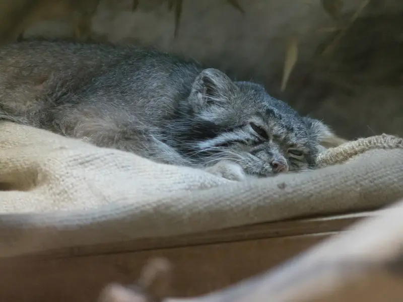 恩賜上野動物園のクリョンの写真