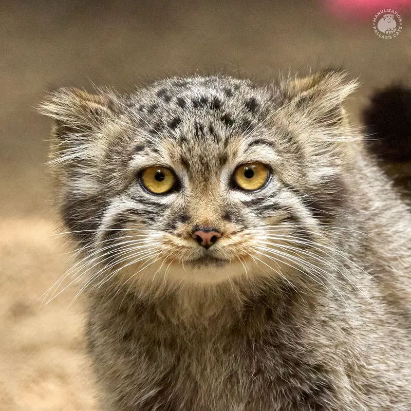 ノヴォシビルスク動物園のロロの娘 2024 Ⅴの写真