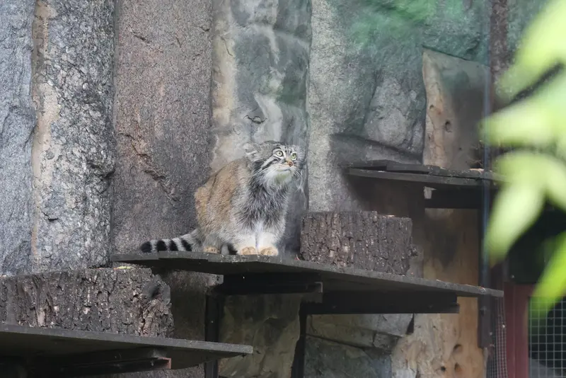 モスクワ動物園のティモフェイの写真