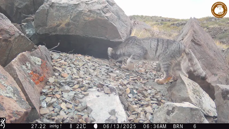キイクバイカメラトラップで撮影したOtocolobus manul manulの写真