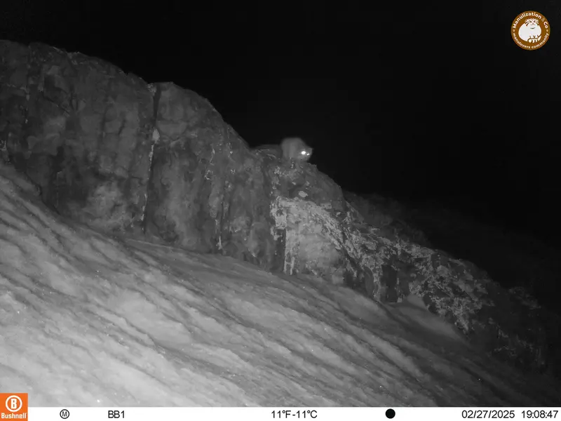 アクタス＝クンコラ［新］カメラトラップで撮影したOtocolobus manul manulの写真
