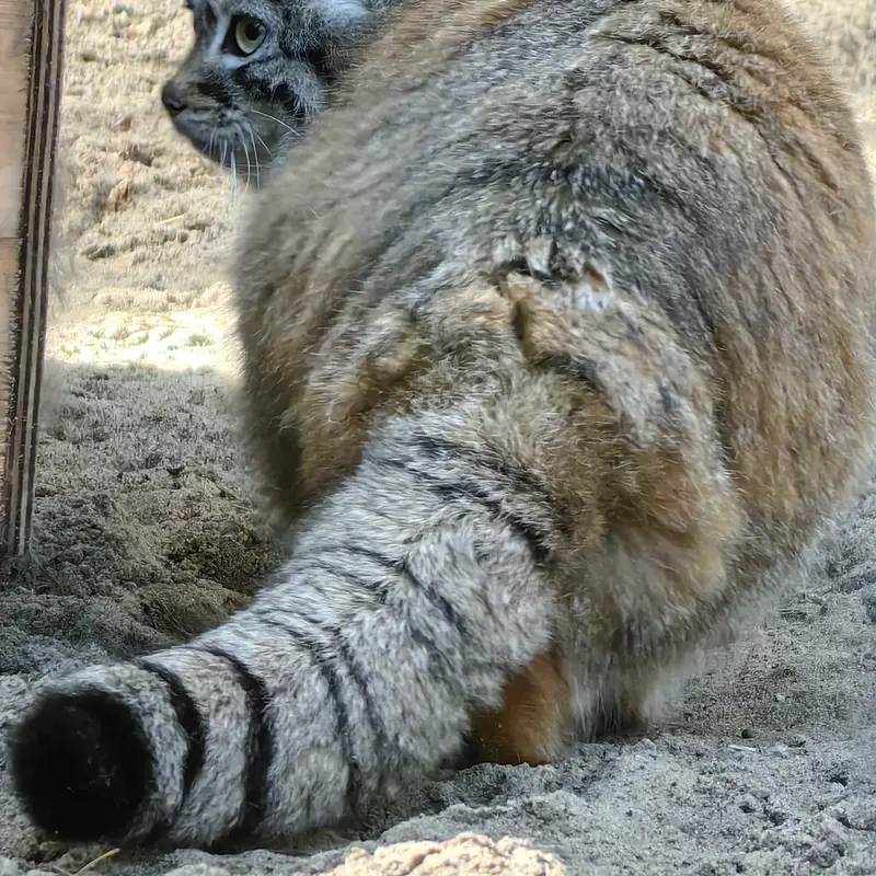 ノヴォシビルスク動物園のアーニャの写真