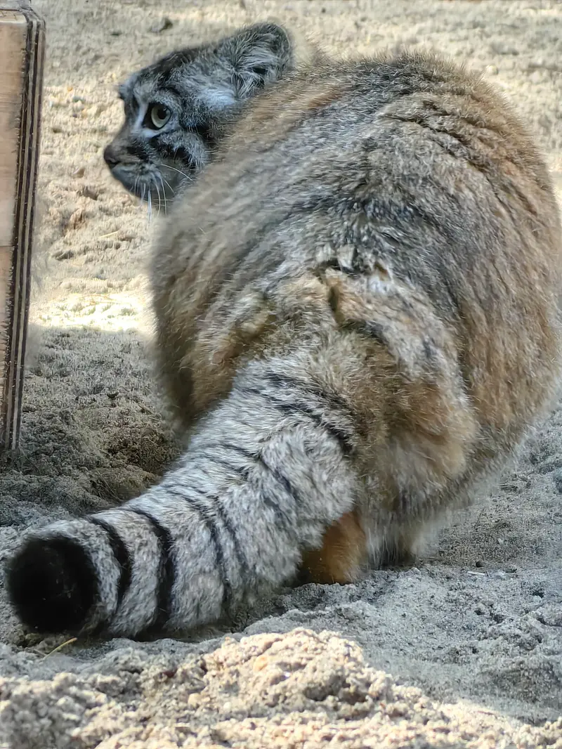 ノヴォシビルスク動物園のアーニャの写真