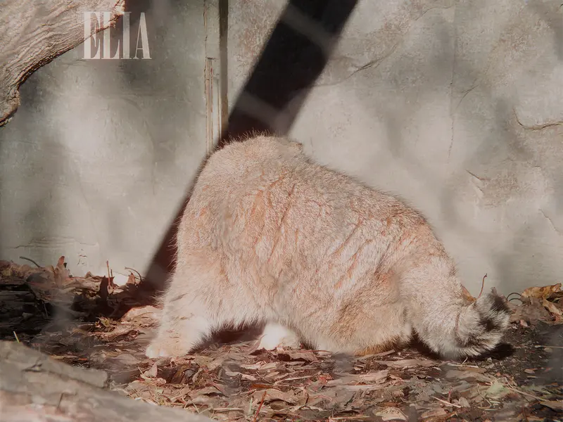 カルガリー動物園 / ワイルダー研究所のオラフの写真
