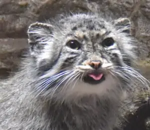 ユスの写真