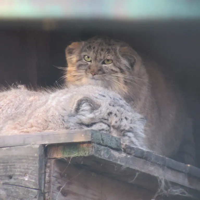 ブダペスト動物園・植物園のボフスとルーシーの写真