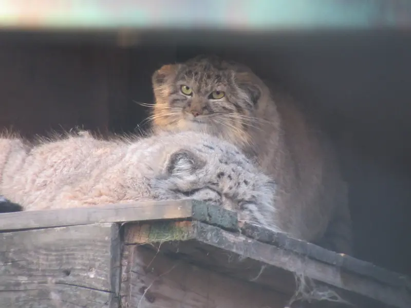 ブダペスト動物園・植物園のボフスとルーシーの写真