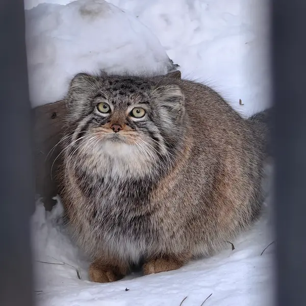 ノヴォシビルスク動物園のゾーシャの写真