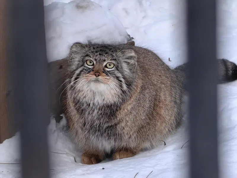 ノヴォシビルスク動物園のゾーシャの写真