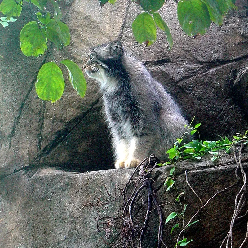 神戸市立王子動物園のモチの写真