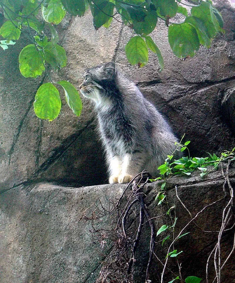 神戸市立王子動物園のモチの写真