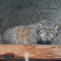 モスクワ動物園のマヌルネコのヴァルヴァラ