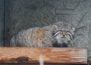 モスクワ動物園のヴァルヴァラの写真