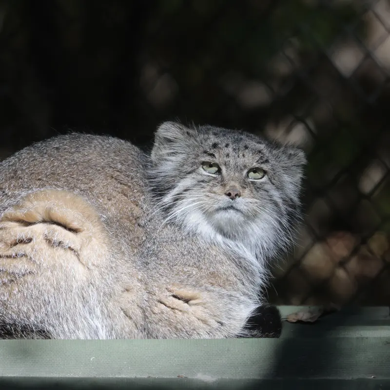 ノヴォシビルスク動物園のミアの写真