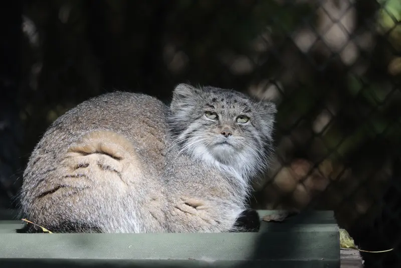 ノヴォシビルスク動物園のミアの写真