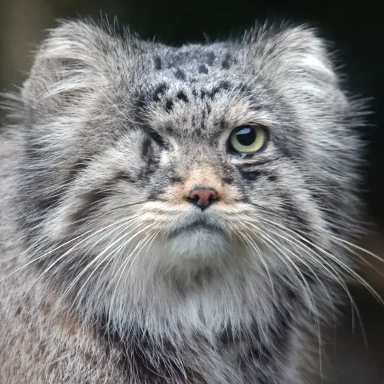 ロッテルダム動物園のパノエルの写真