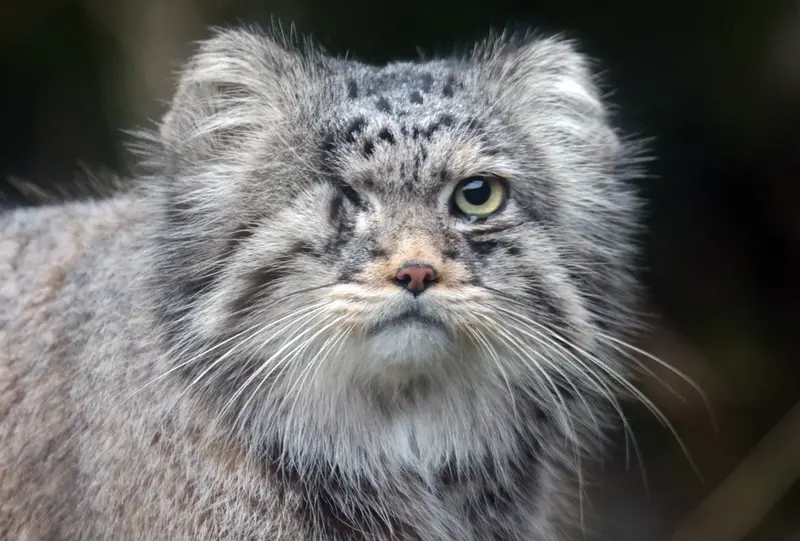 ロッテルダム動物園のパノエルの写真