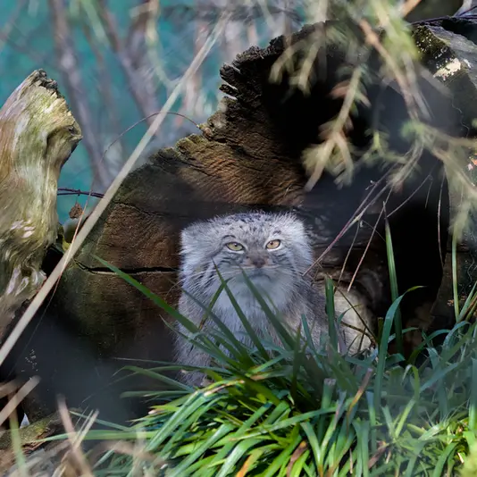 ヘラブルン動物園のスタブシの写真
