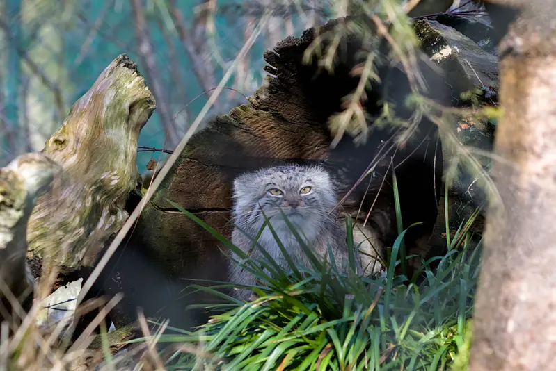 ヘラブルン動物園のスタブシの写真