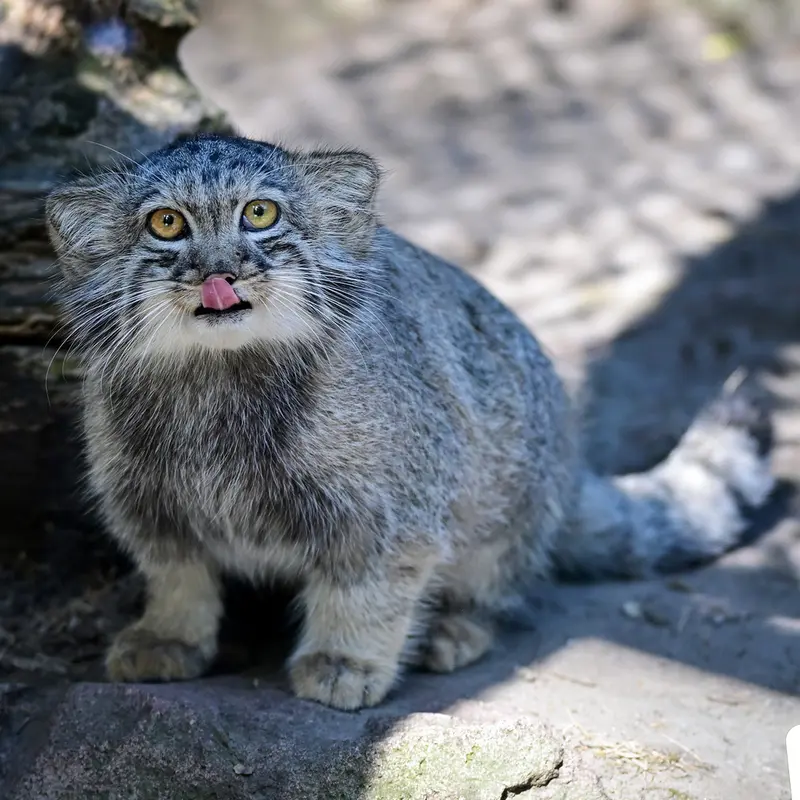 ブダペスト動物園・植物園のボリス Ⅱの写真