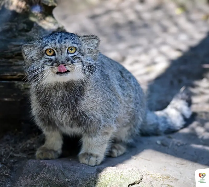 ブダペスト動物園・植物園のボリス Ⅱの写真