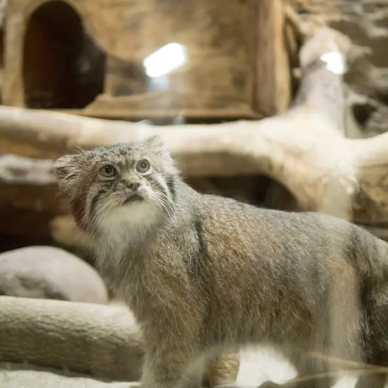 恩賜上野動物園のクリョンの写真