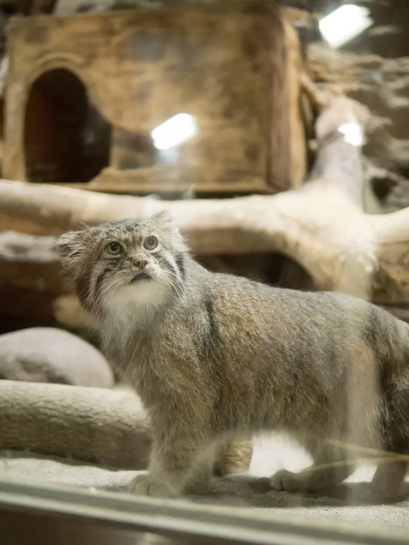 恩賜上野動物園のクリョンの写真