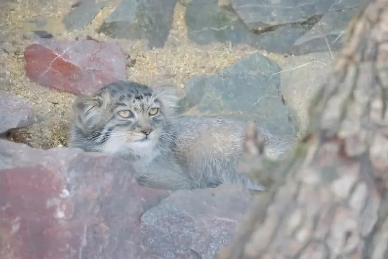 ブルノ動物園のマヌルネコの写真