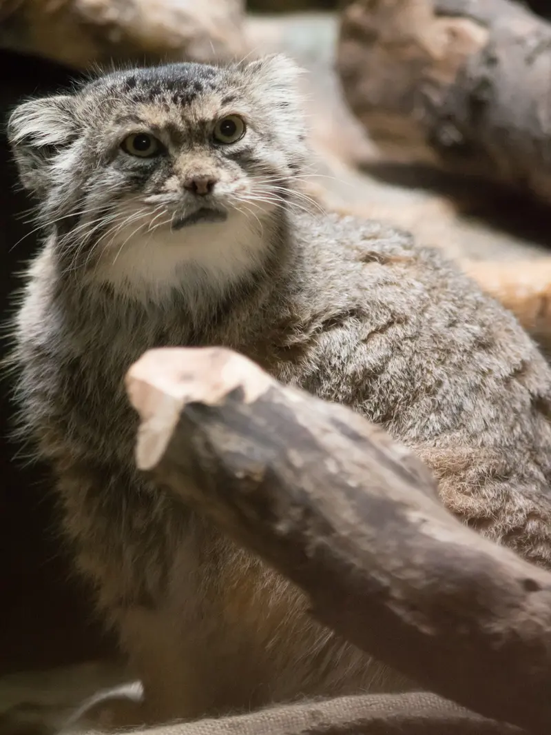 恩賜上野動物園のプリームラの写真