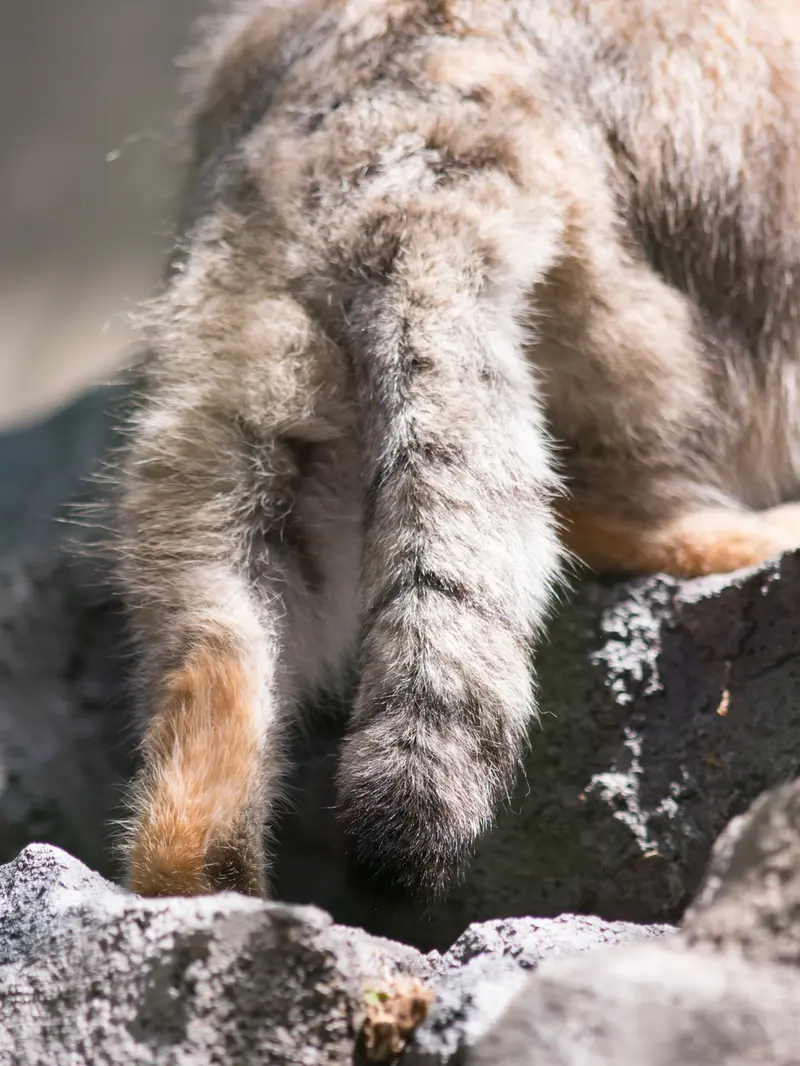 旭山動物園のグルーシャの写真