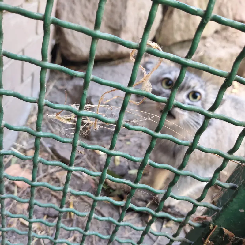 ブダペスト動物園・植物園のボリス Ⅱの写真