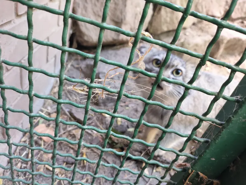 ブダペスト動物園・植物園のボリス Ⅱの写真