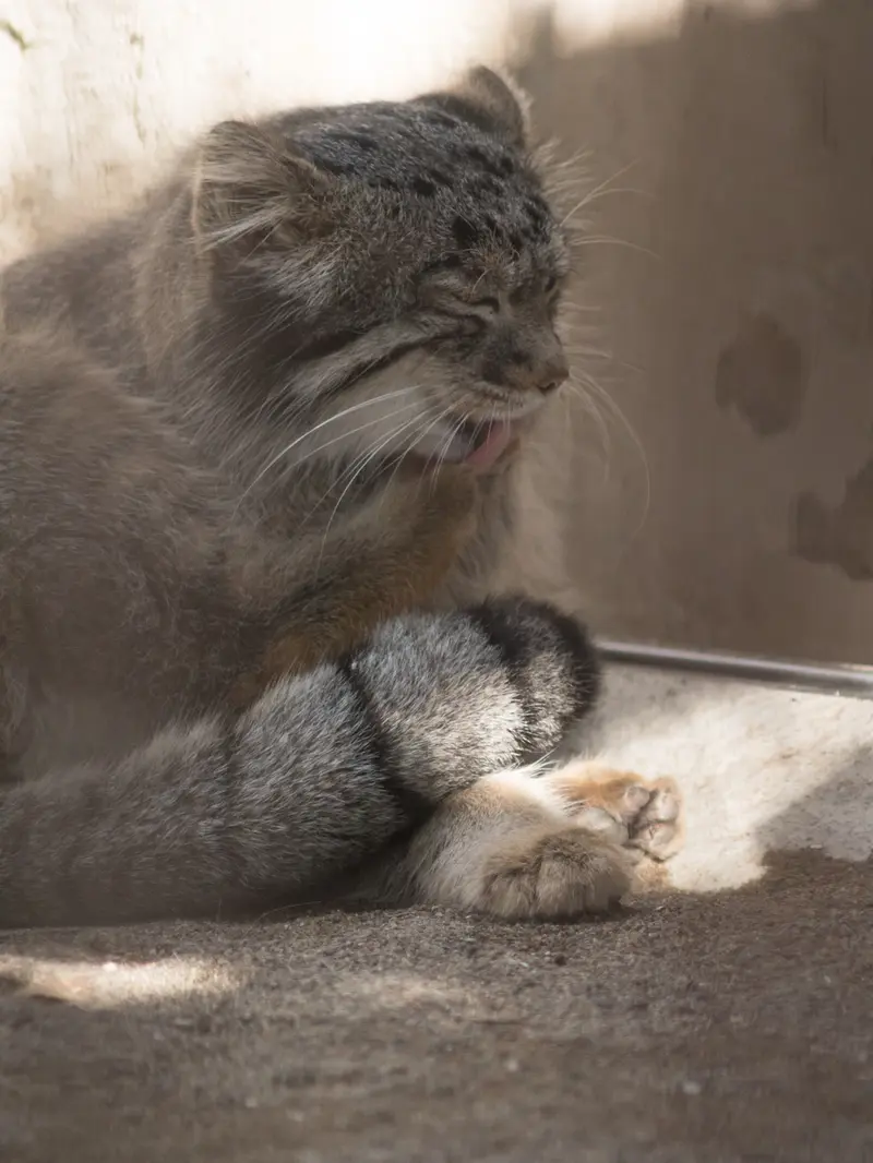 野毛山動物園のフィーガの写真