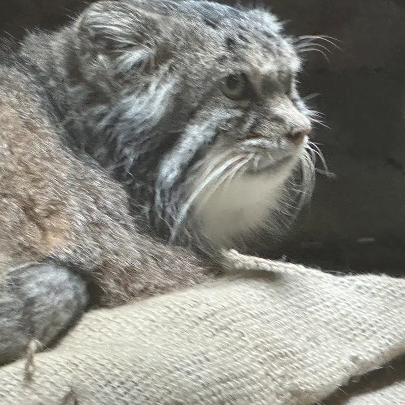 マヌルネコの写真