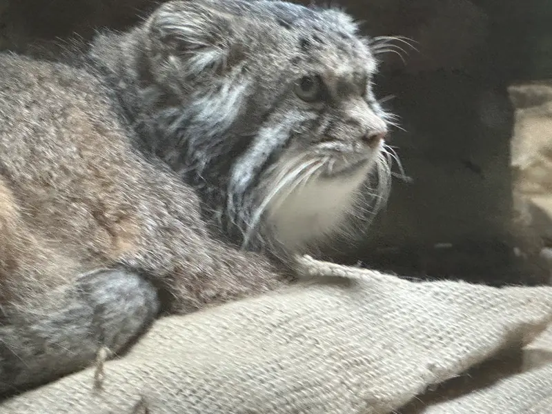 マヌルネコの写真
