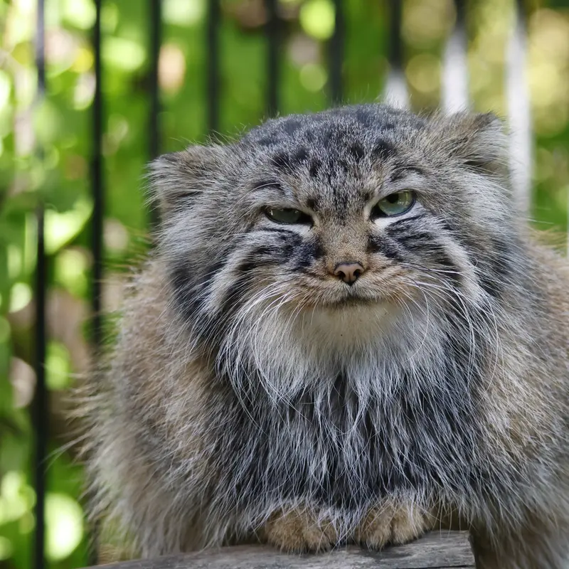 ノヴォシビルスク動物園のガビの写真
