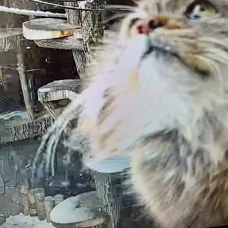 レニングラード動物園のペペの写真