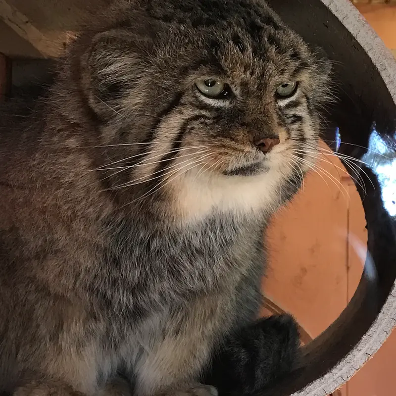埼玉県こども動物自然公園のセバスチャンの写真
