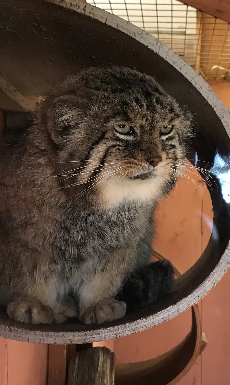 埼玉県こども動物自然公園のセバスチャンの写真