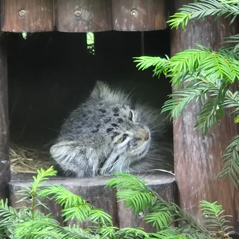 ポズナン新動物園のマニアの写真