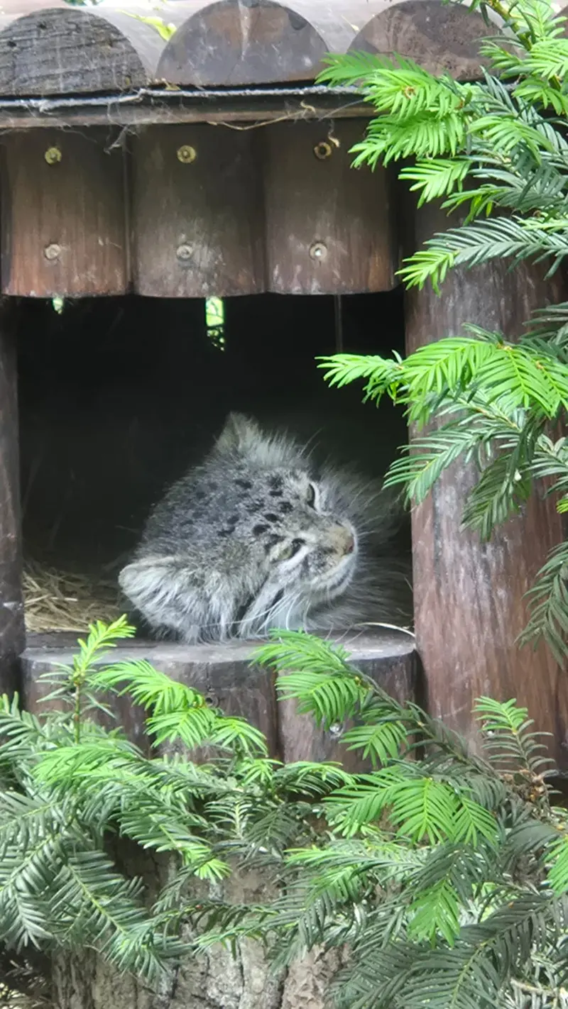 ポズナン新動物園のマニアの写真