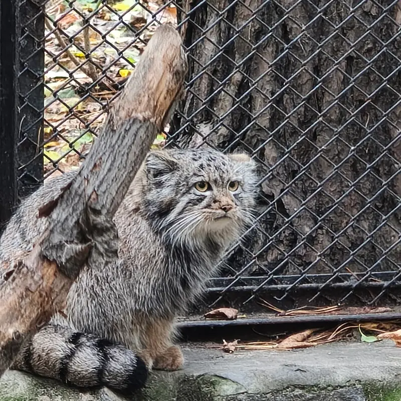 ノヴォシビルスク動物園のマヌルネコの写真