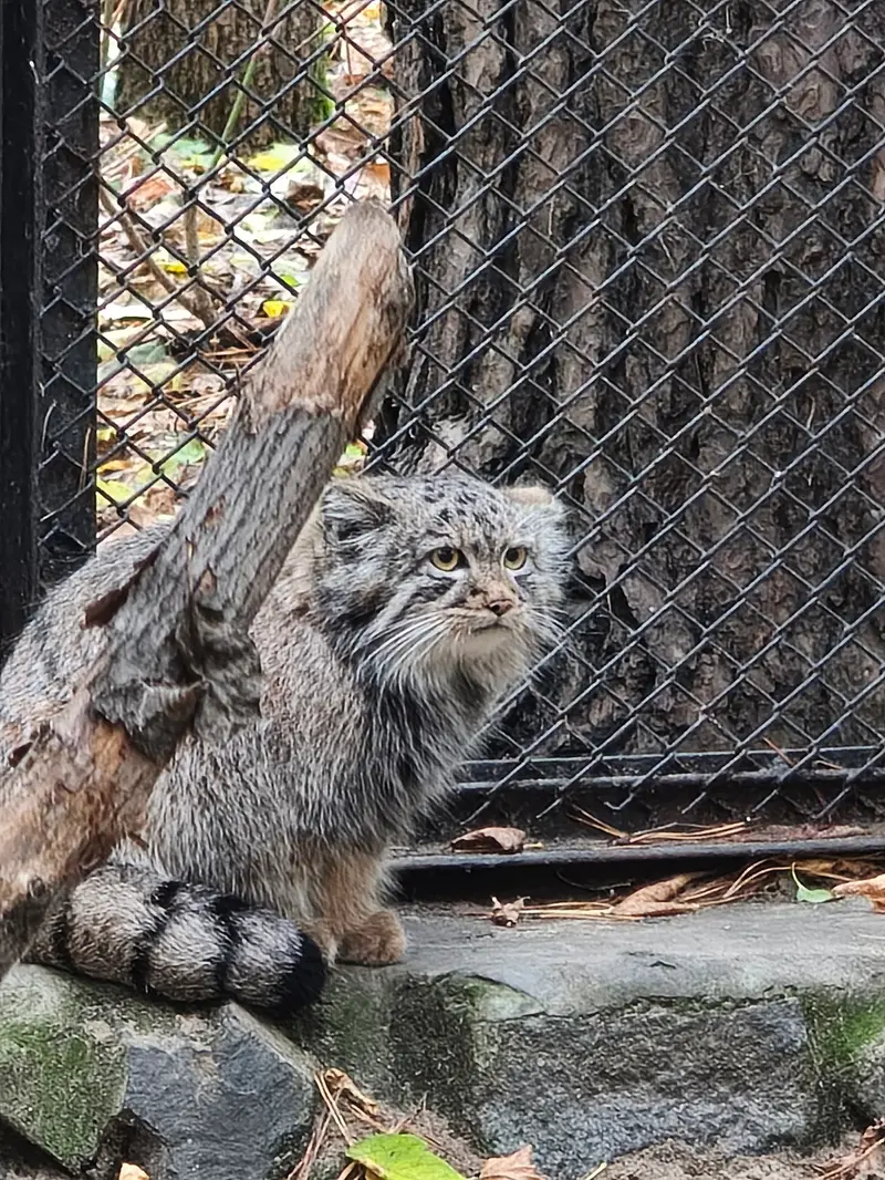 ノヴォシビルスク動物園のマヌルネコの写真