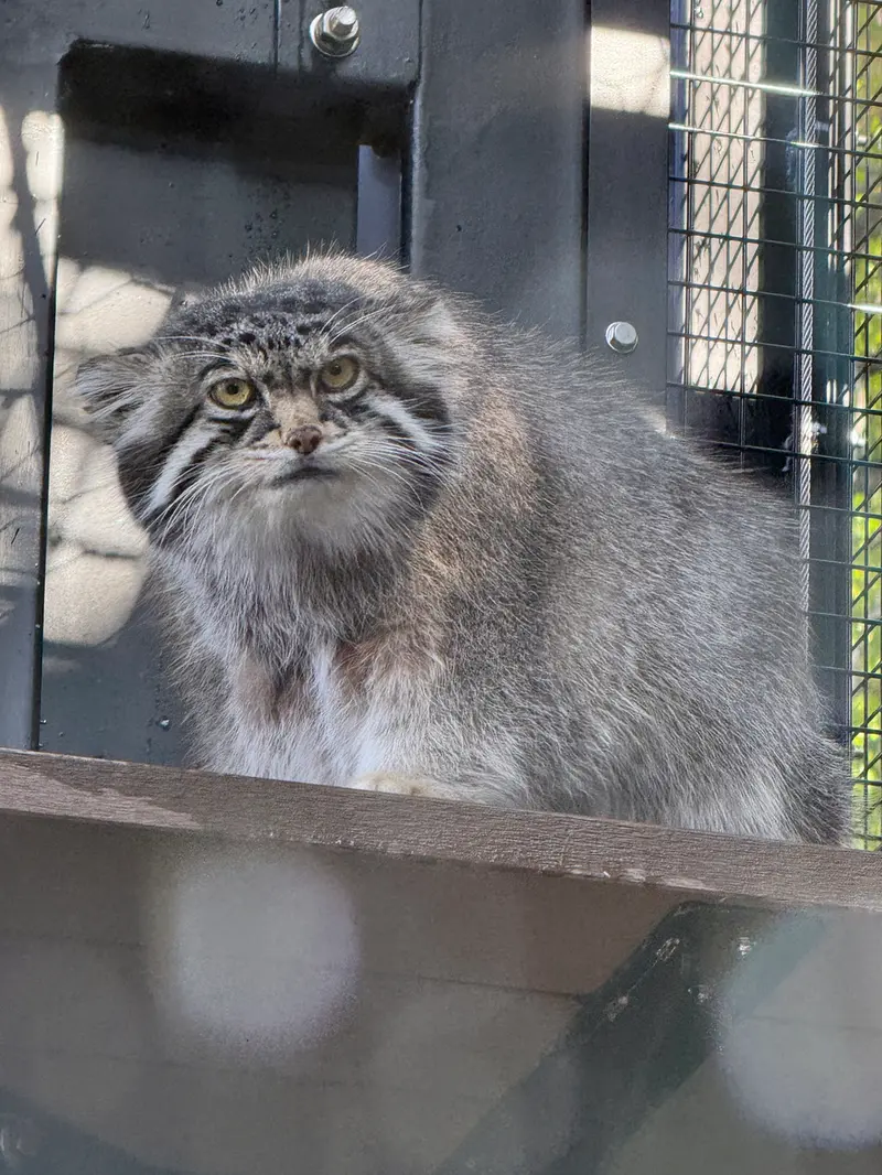 旭山動物園のグルーシャの写真