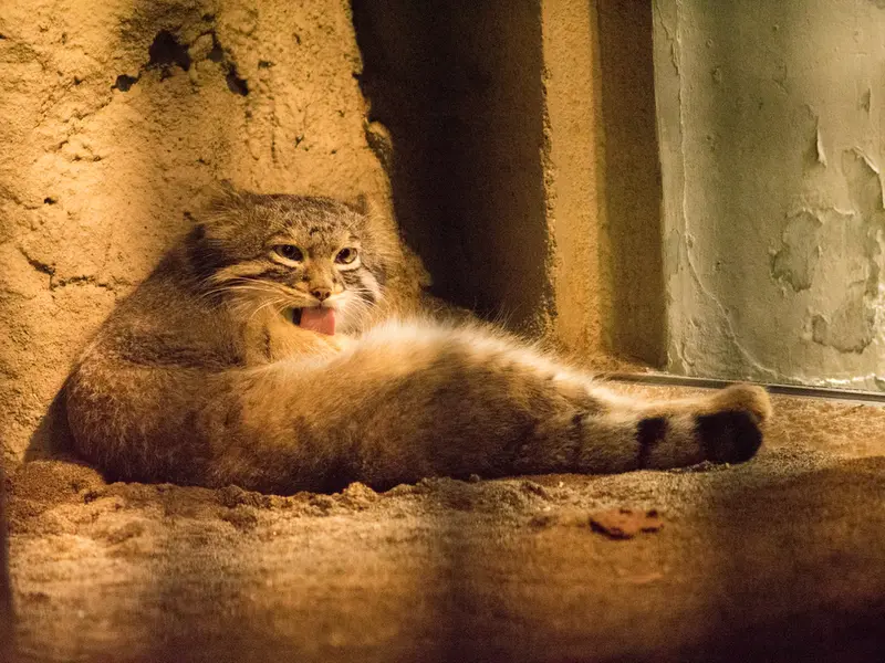 野毛山動物園のフィーガの写真