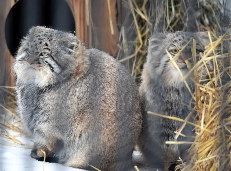 ノヴォシビルスク動物園のジョージの写真
