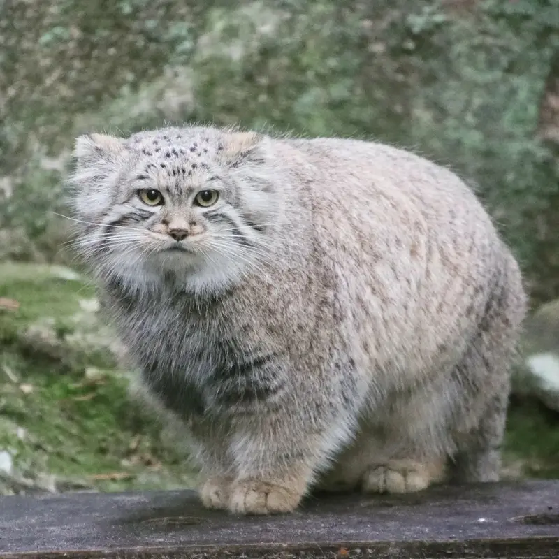 ノルデンス・アークのトゥールーズの写真