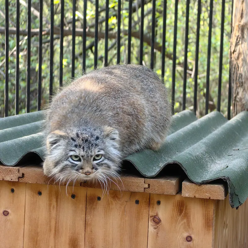 ノヴォシビルスク動物園のガビの写真