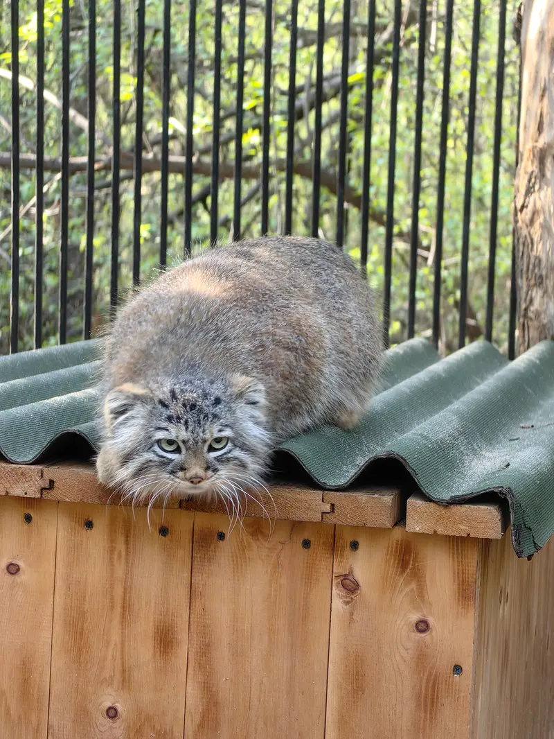 ノヴォシビルスク動物園のガビの写真