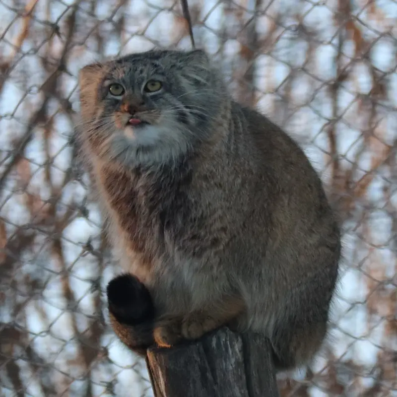 コルケアサーリ動物園のアルカスの写真